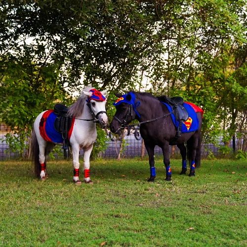 Pony Ride