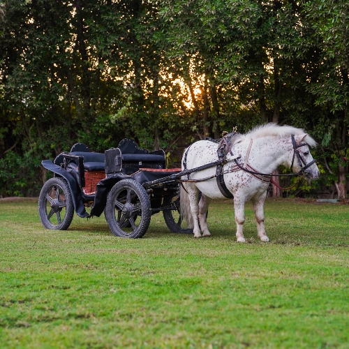 Small Carriage Pony Ride