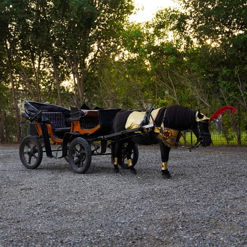 Medium Pony Carriage & Ride