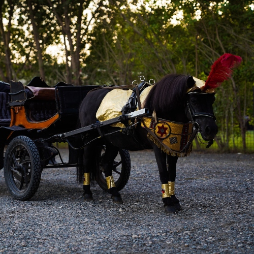 Royal Medium Pony Carriage & Ride