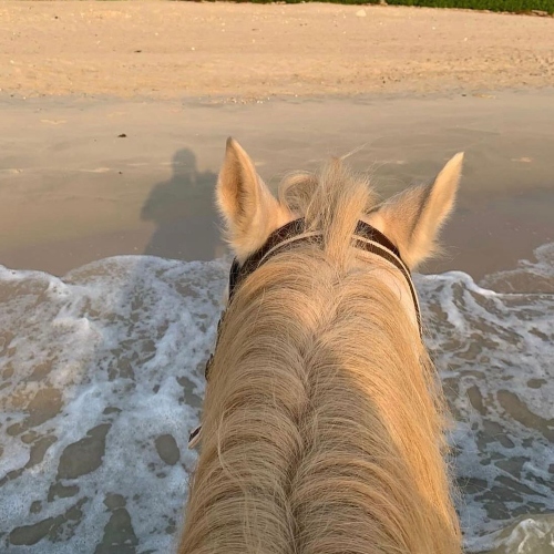 Horse Beach Ride
