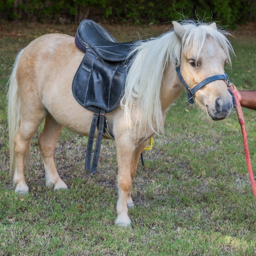Cute Pony