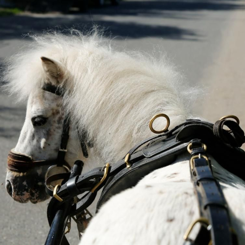 Medium Carriage Pony Ride