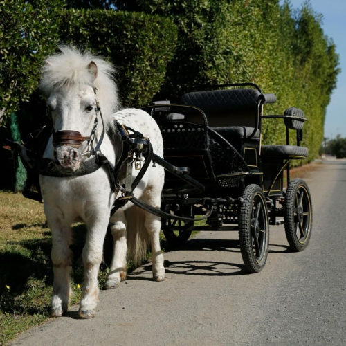 Modern Pony Carriage