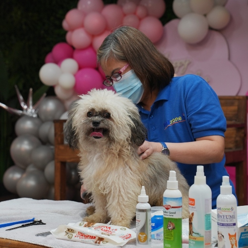 Pet Grooming Workshop