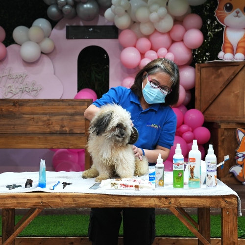 Pet Grooming Workshop