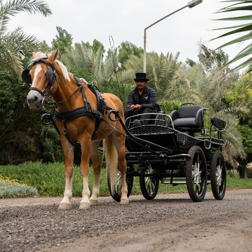 Horse with Carriage