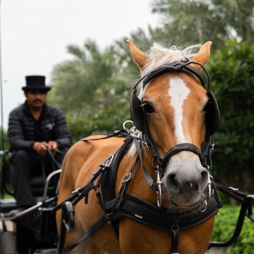 Horse with Carriage